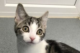 Adorable intersex kitten named Hope, born with no sex organs, is looking for a forever home