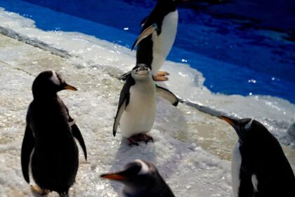 Gay penguin couple’s will-they-won’t-they relationship takes dramatic new twist